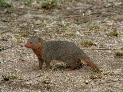 Mongoose Picture