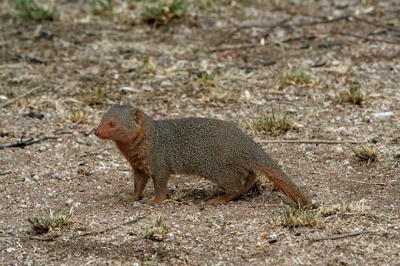 mongoose - Herpestidae - type of mongoose in the dirt