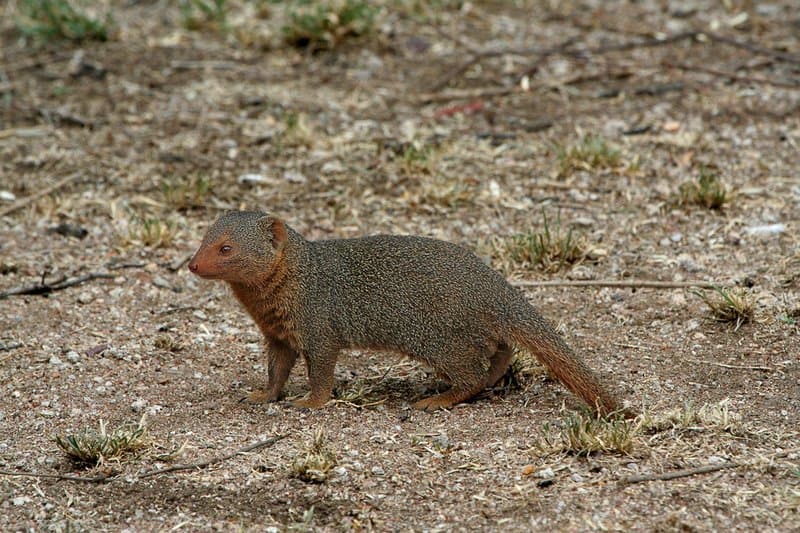 A Dwarf Mongoose in the Serengeti, Tanzania