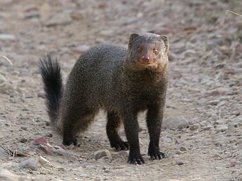 Mongoose standing alert