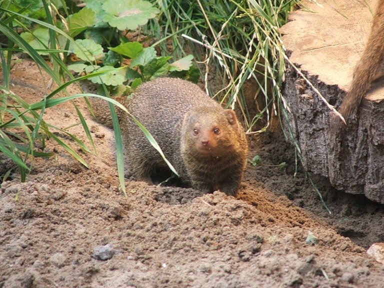 Mongoose in front of rock
