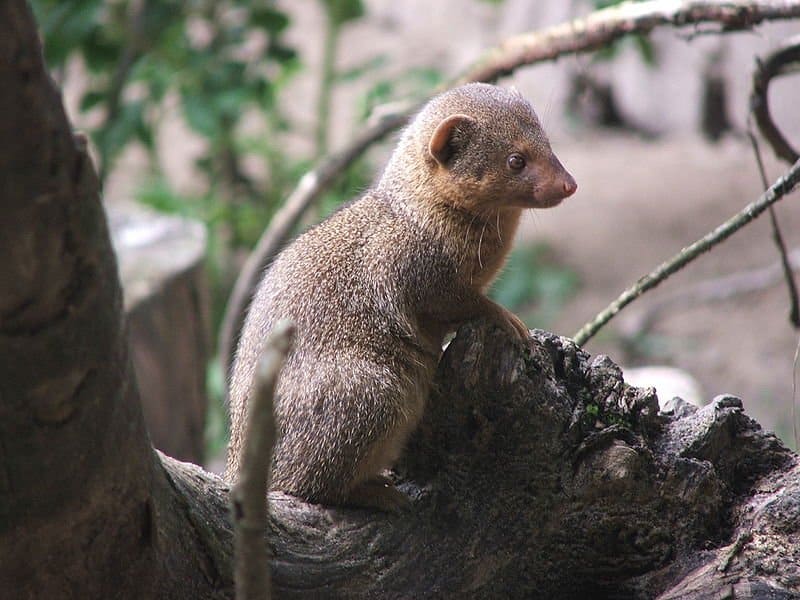 Mongoose in front of rock