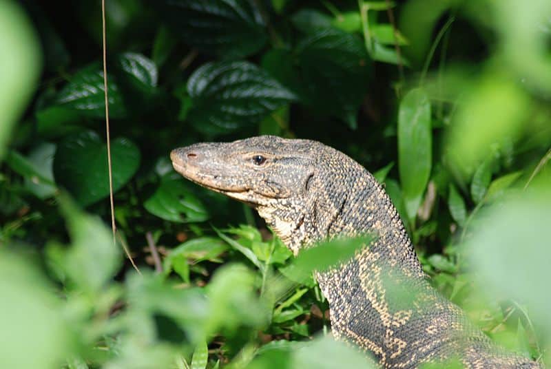 monitor lizard