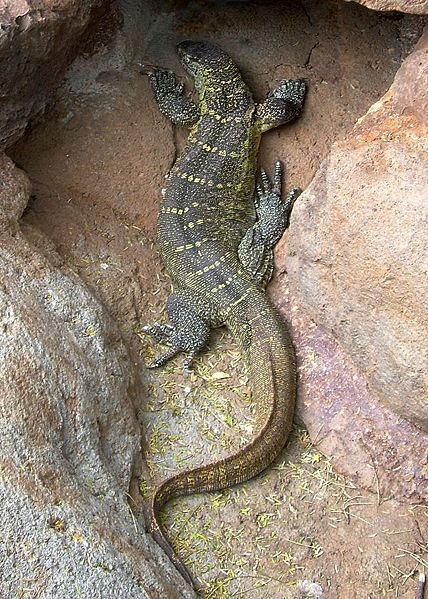 Monitor Lizard Pictures - AZ Animals