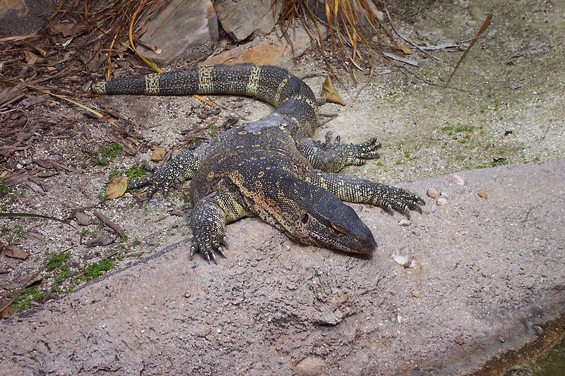 Earless Monitor Lizard A Z Animals