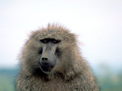 A Macaca Fascicularis