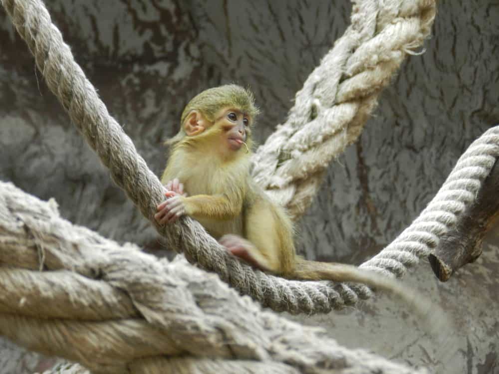 Monkey Pictures - AZ Animals