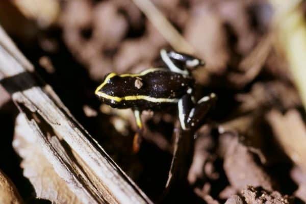 Monte Iberia Eleuth Animal Facts Eleutherodactylus iberia AZ Animals