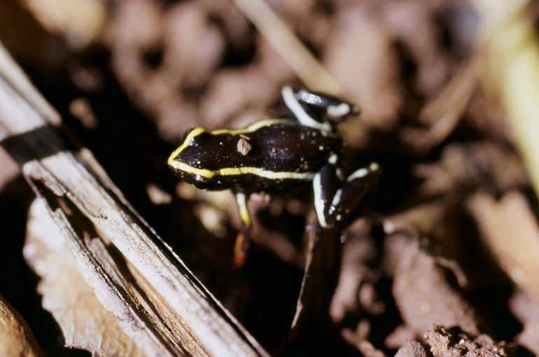 Monte Iberia Eleuth on forest floor