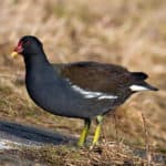 Common Gallinule