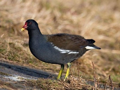 A Moorhen