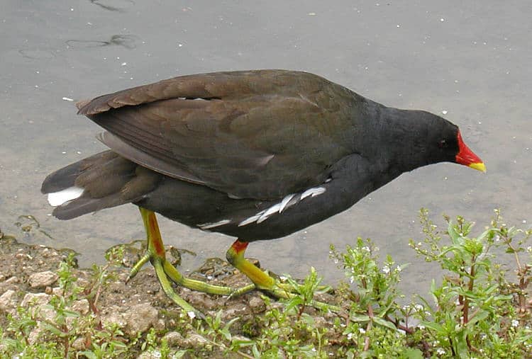 Common Moorhen at Slimbridge Wildfowl and Wetlands Centre, Gloucestershire, England.