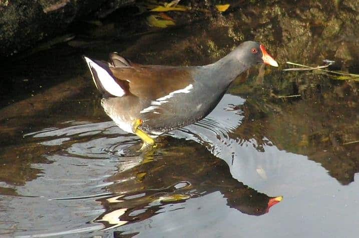 Moorhen standing in the water