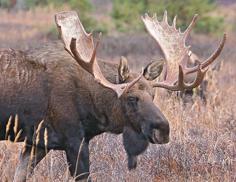 Moose Animal