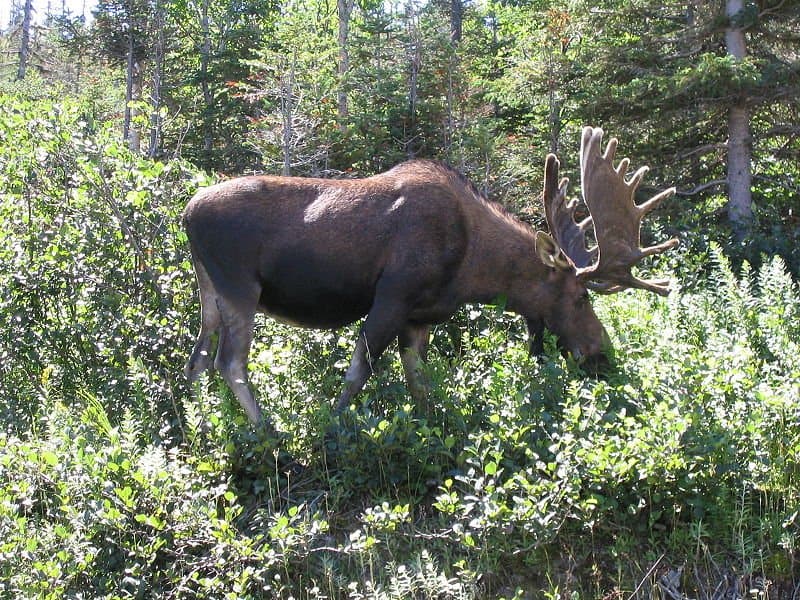 Irish Elk Vs Moose