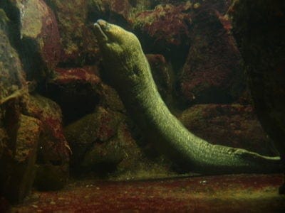 A Moray Eel