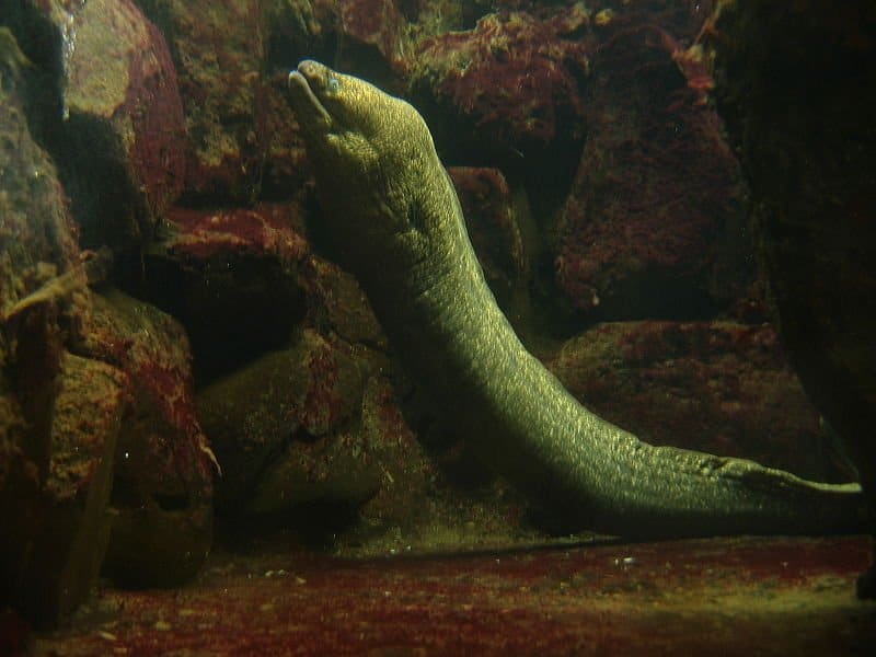 Moray eel