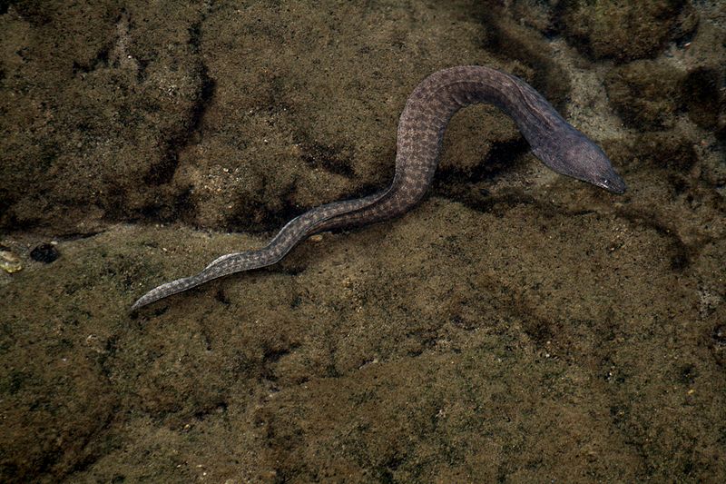 Moray eel