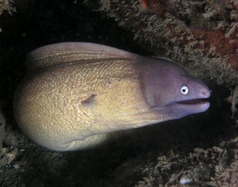 Moray Eel Animal Facts - Muraenidae - A-Z Animals
