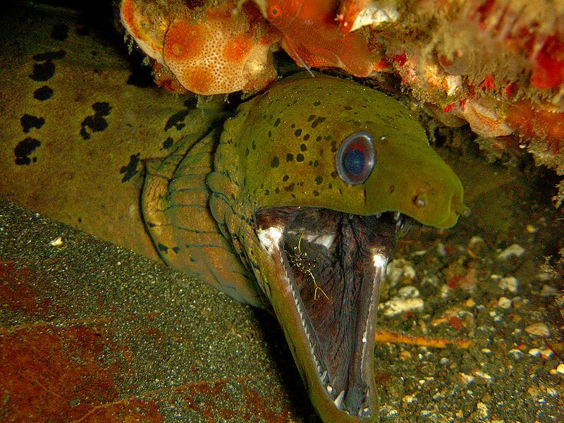 Moray Eel (Muraenidae) Incredible Facts AZ Animals