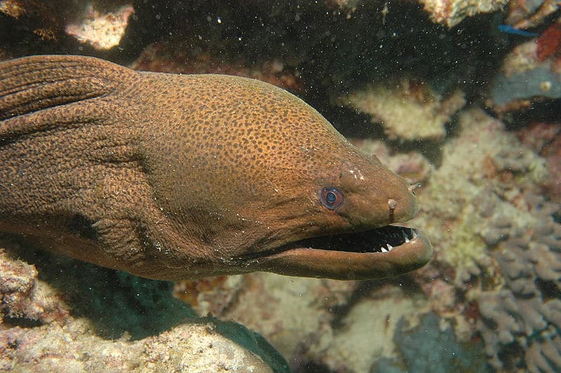 Moray eel