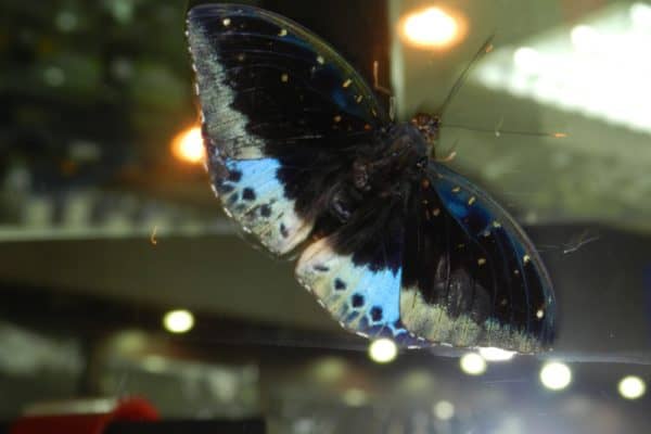 Moth on s shop window, Bandar Seri Begawan