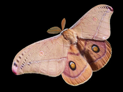 A Moth