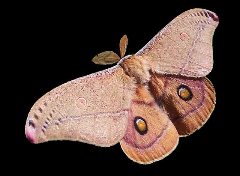 fuzzy brown moth