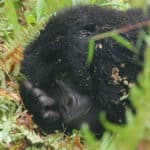 Mountain gorilla