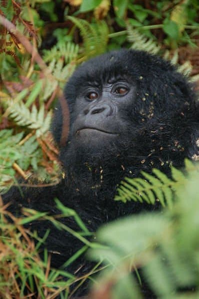 Mountain Gorilla resting under tree