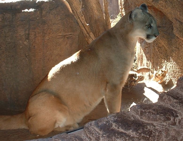 latin name for mountain lion