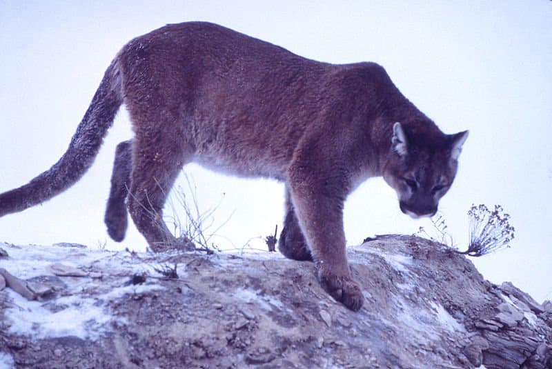 mountain lion download