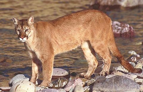 Mountain Lion (Felis Concolor 