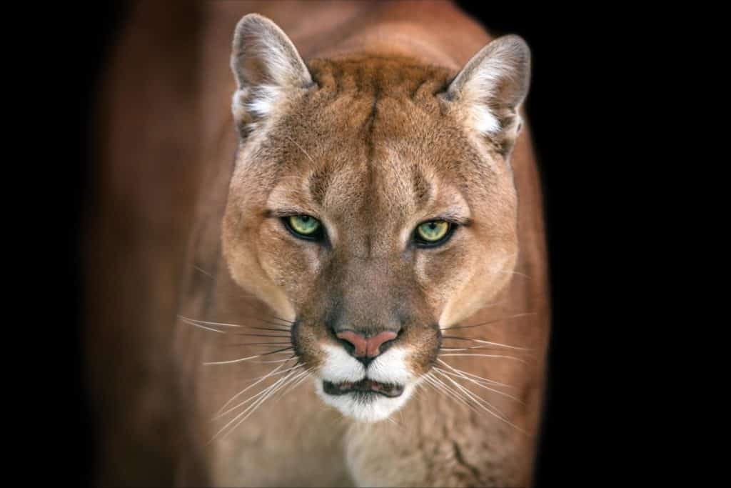 What is the difference in mountain lions and bobcats?