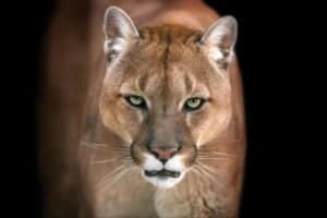This Man Comes Face to Face With a Trapped Mountain Lion and Bravely Frees It photo