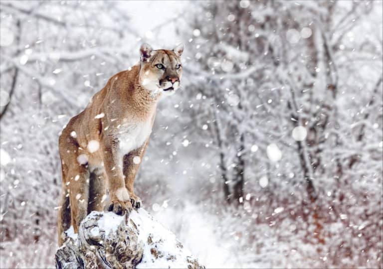 Mountain Lion In Snow (Felis Concolor)