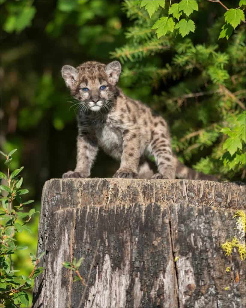 Baby mountain lion cub on a stump