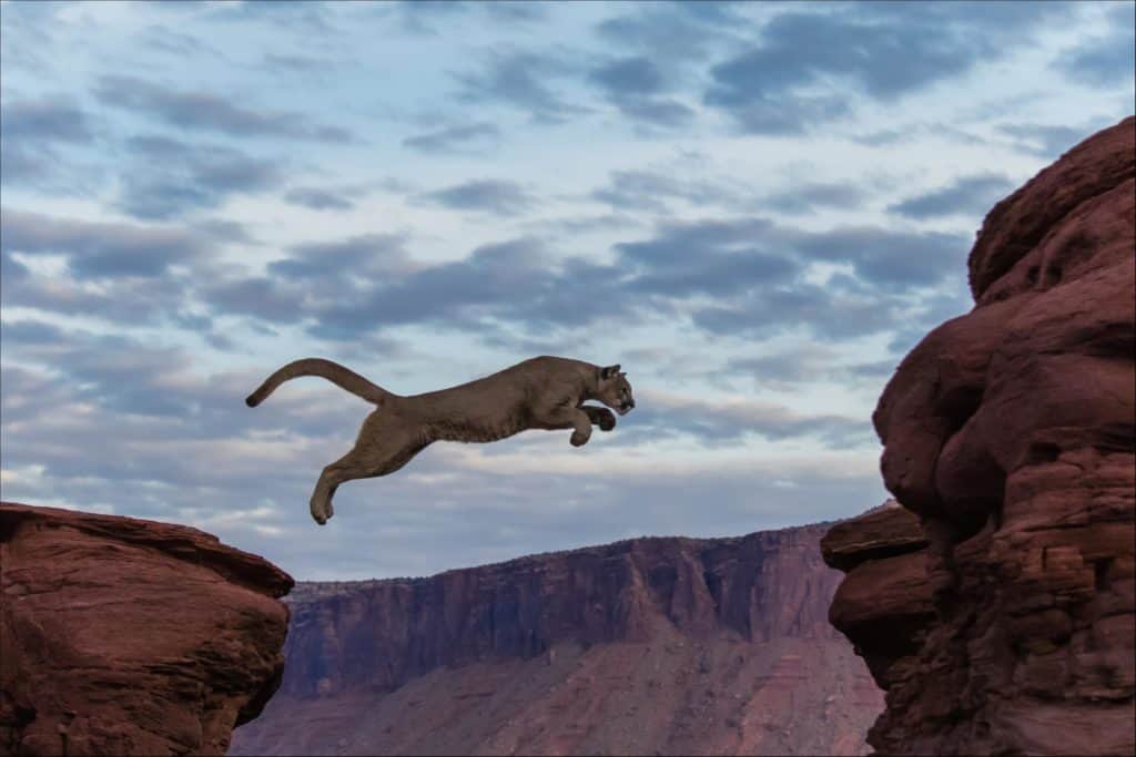 Mountain Lions in Yellowstone National Park