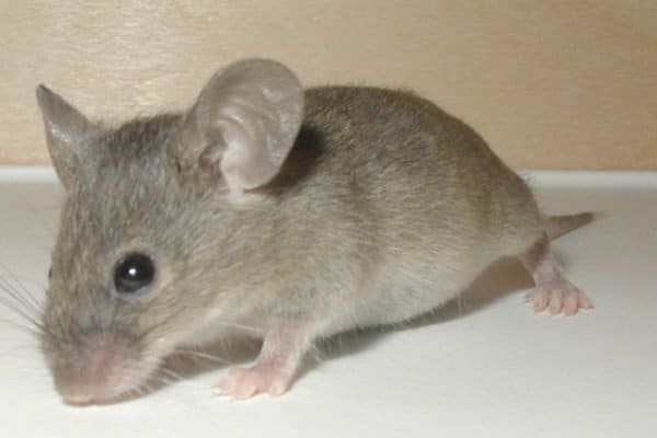 Mice are affordable and low maintenance pet rodents