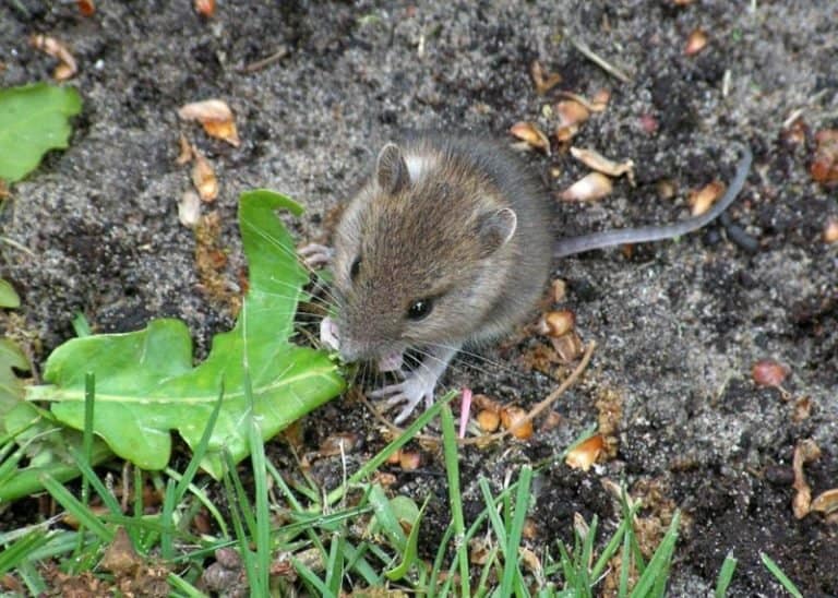 A small mouse (unknown species) eating at an oak leaf. Location: Near Lisse, The Netherlands Photo by Jens Buurgaard Nielsen