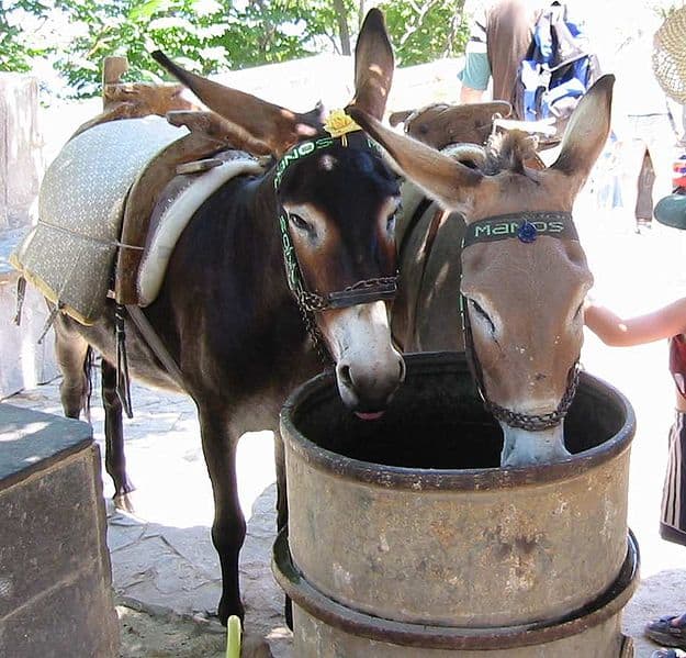 Two mules drinking water