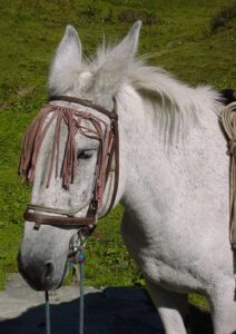 Mule Animal Facts - Equus mulus - A-Z Animals