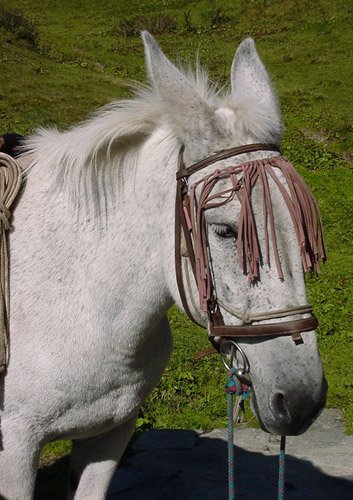 Mule with harness