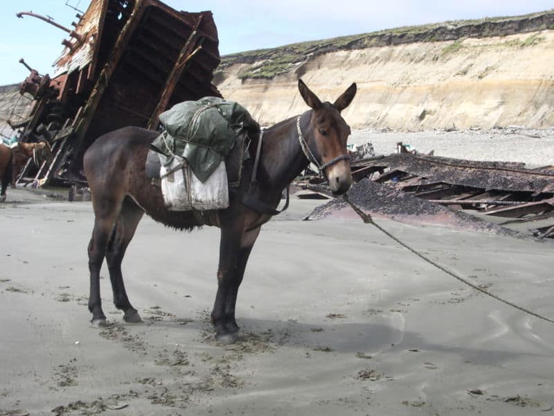 Mules Animal – All About These Reliable Pack Animals!