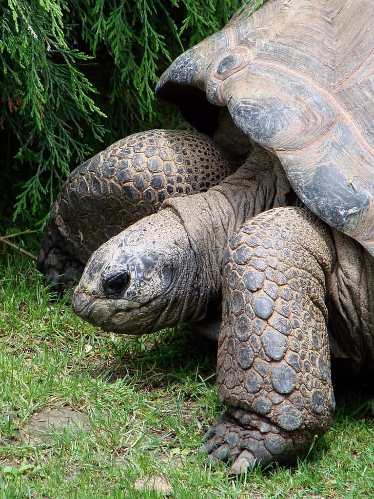 nature walking animal wildlife zoo tropical turtle reptile fauna shell head tortoise vertebrate giant big large slow common snapping turtle emydidae Free Images