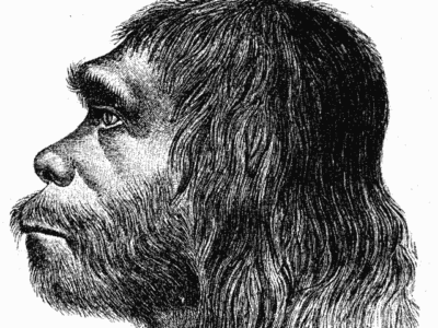 A Neanderthal