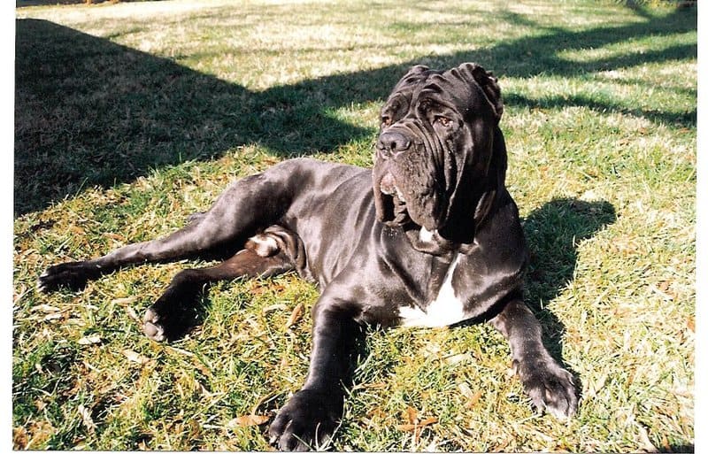 neapolitan mastiff pitbull mix