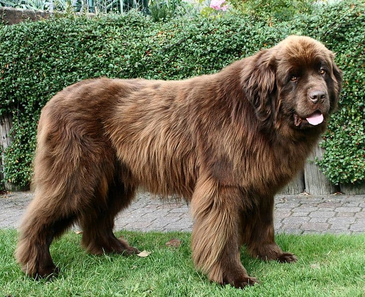 Full grown clearance newfoundland dog