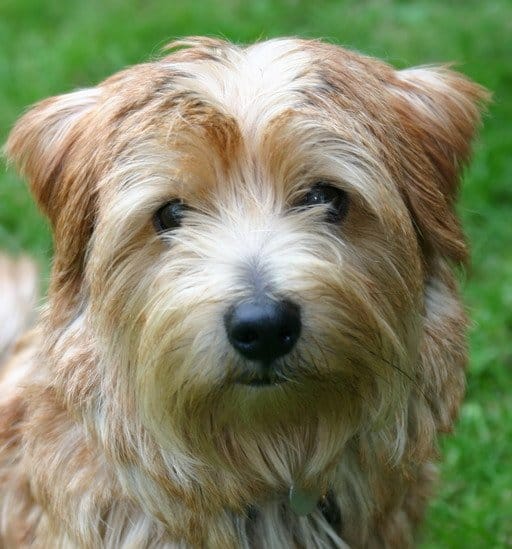 Portrait of Norfolk Terrier