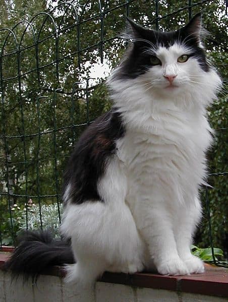 grey and white norwegian forest cat